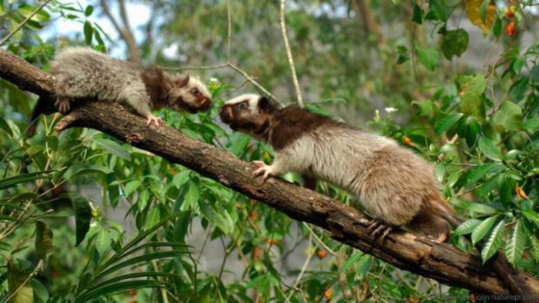 Fosil "Tikus Awan Raksasa" Ditemukan di Gua-gua Filipina